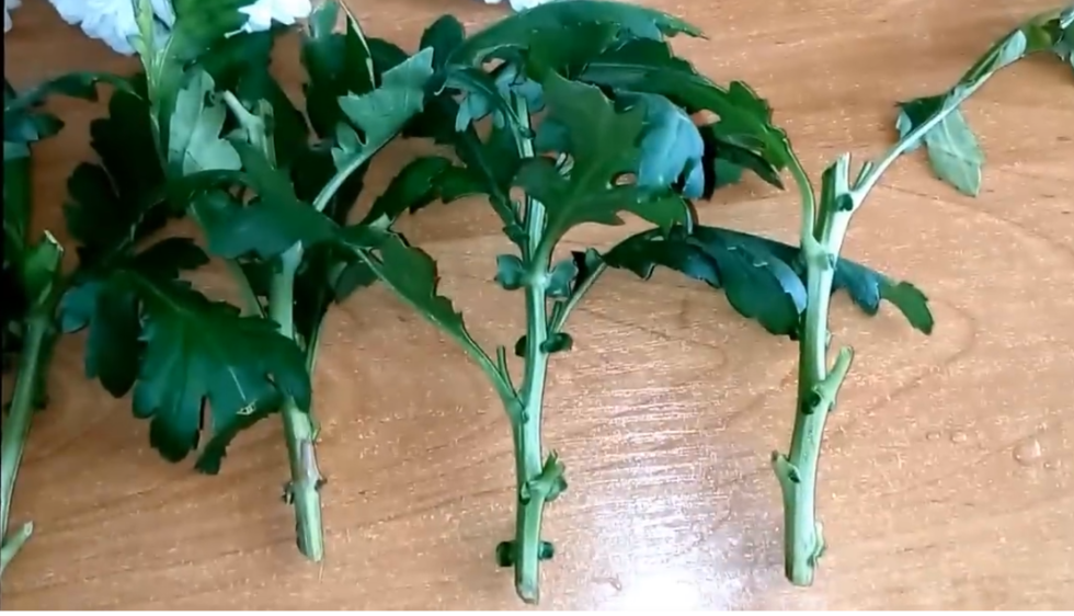 Лучший способ вырастить целую клумбу из одного куста шаровидных хризантем