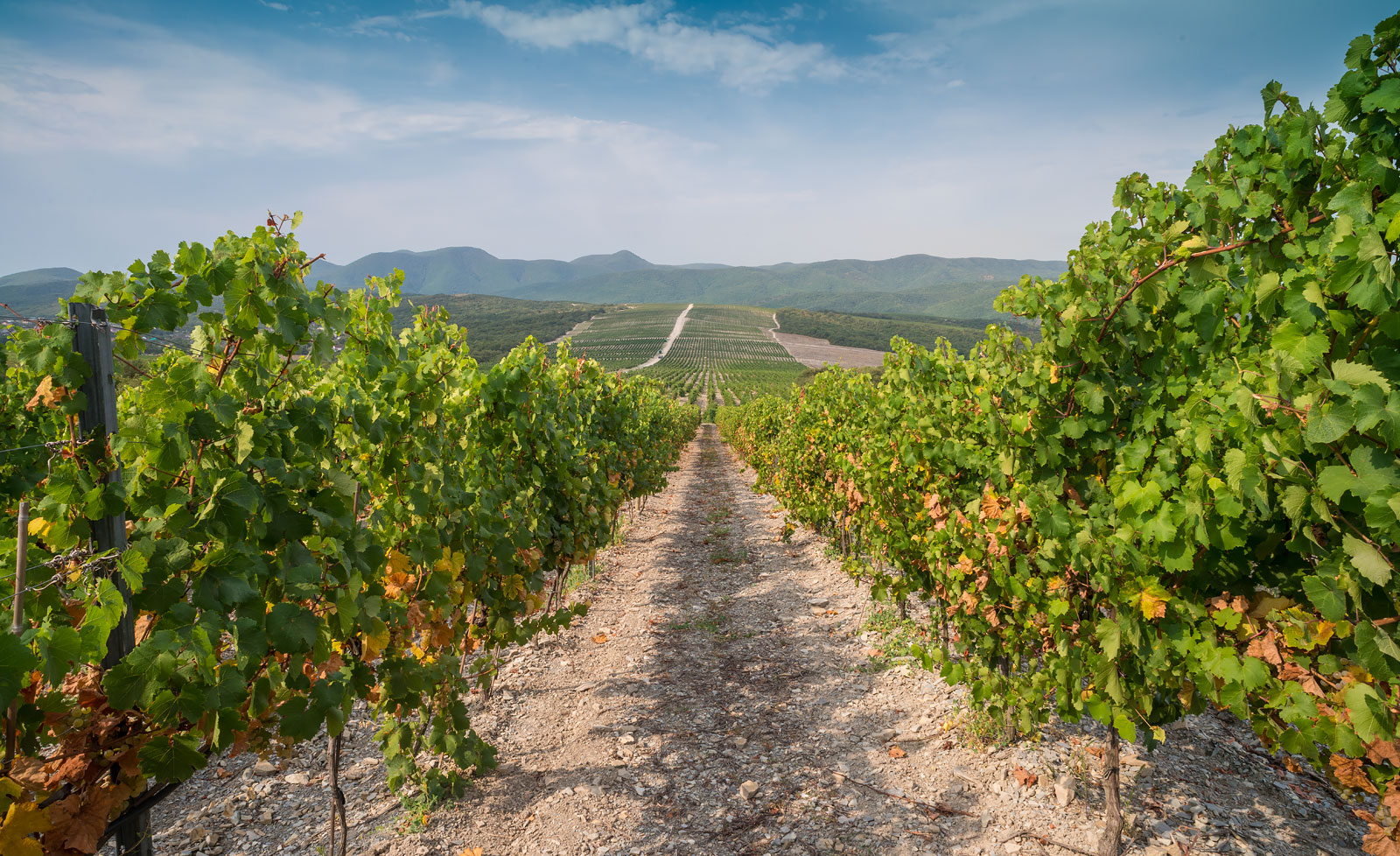 почему йоги со всей страны едут в Абрау-Дюрсо