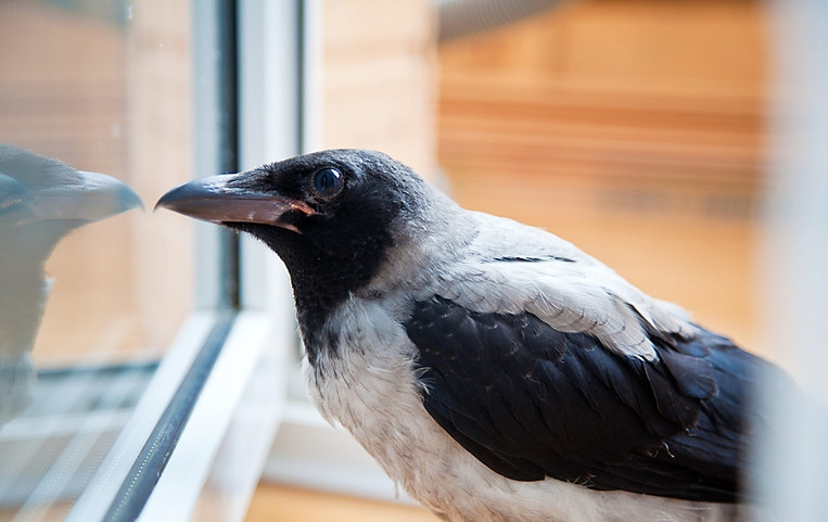 К чему бьется птица в окно