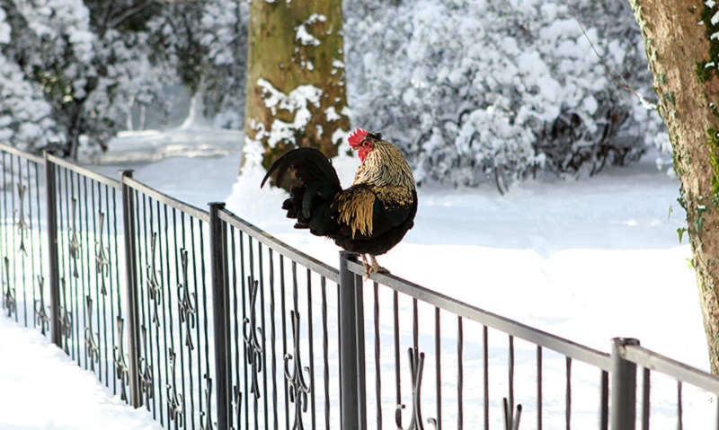 Восточный гороскоп на неделю с 8 по 14 декабря 2025 года