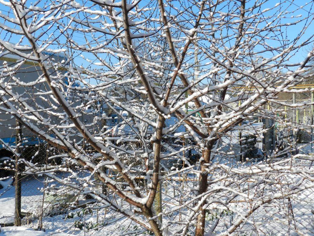 назвал пять деревьев, которые категорически не стоит обрезать в декабре.