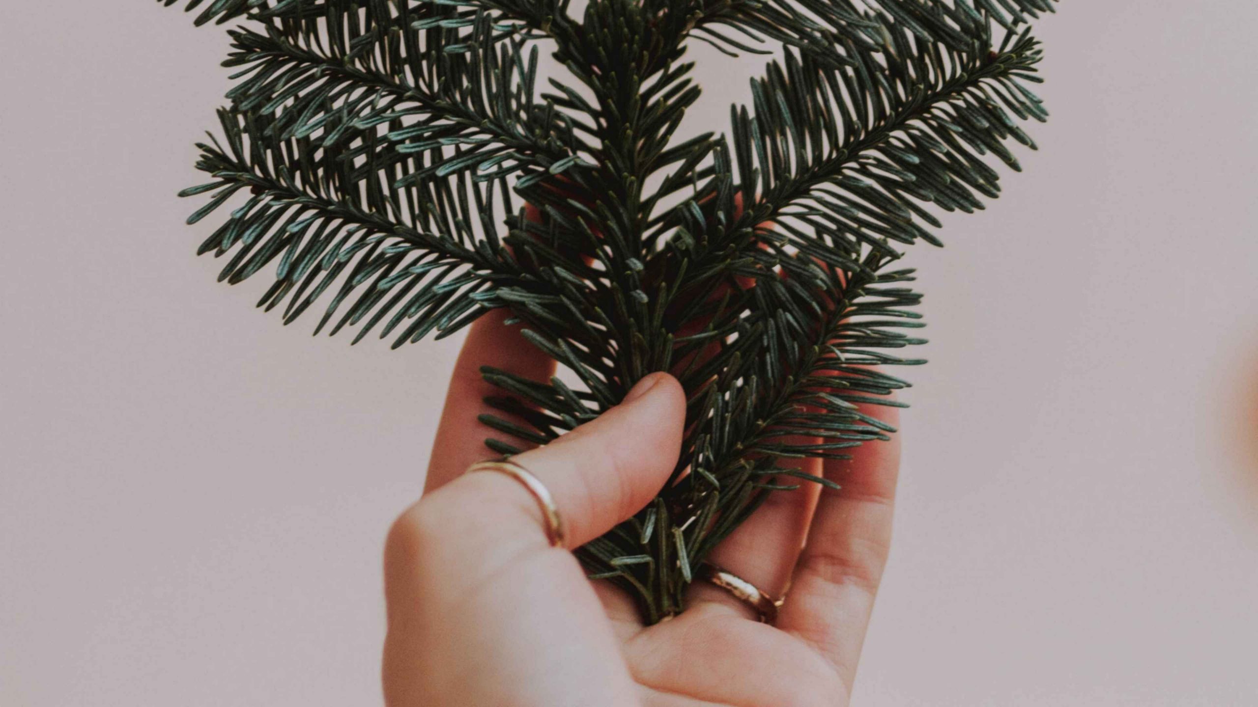 Как сохранить аромат новогодней елки надолго