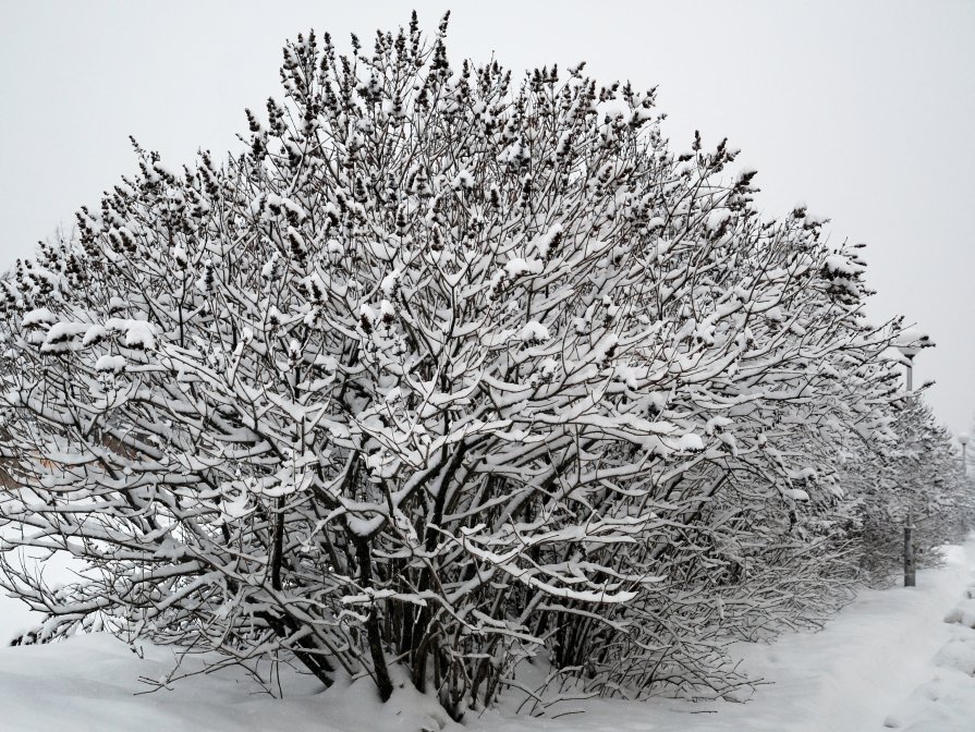 назвал пять деревьев, которые категорически не стоит обрезать в декабре.