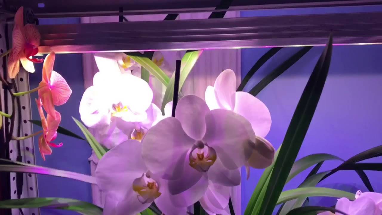 Простая уловка "разбудит" орхидеи