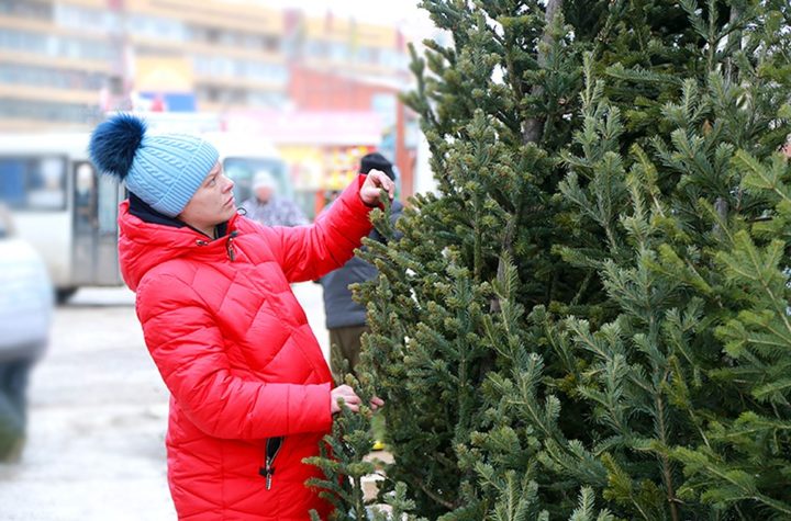 5 советов по выбору и уходу за новогодним деревом