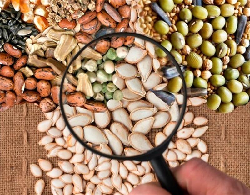 На что обращать внимание огородникам при выборе семян