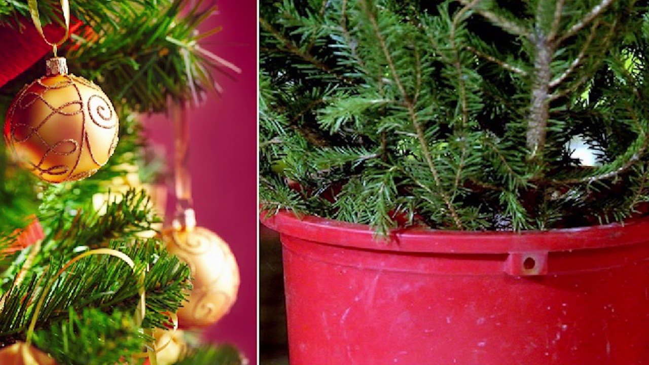 Как сохранить аромат новогодней елки надолго