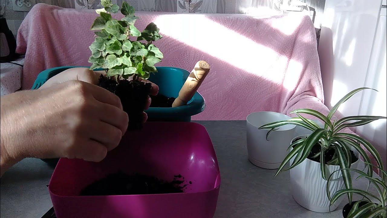 Когда сажать и пересаживать цветы по лунному календарю в 2026 году