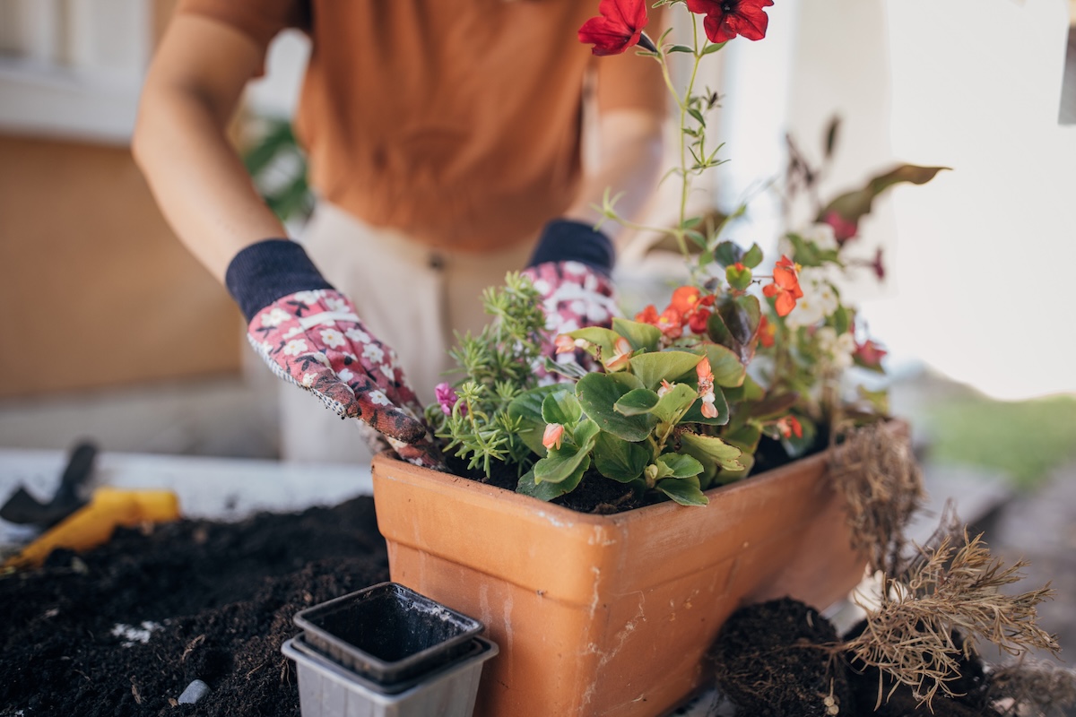 Когда сажать и пересаживать цветы по лунному календарю в 2026 году