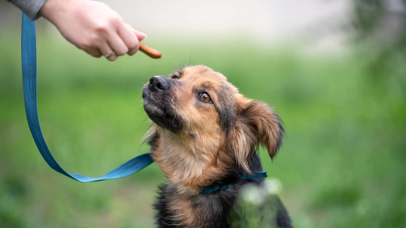 Что делать, если собака тянет поводок на прогулке