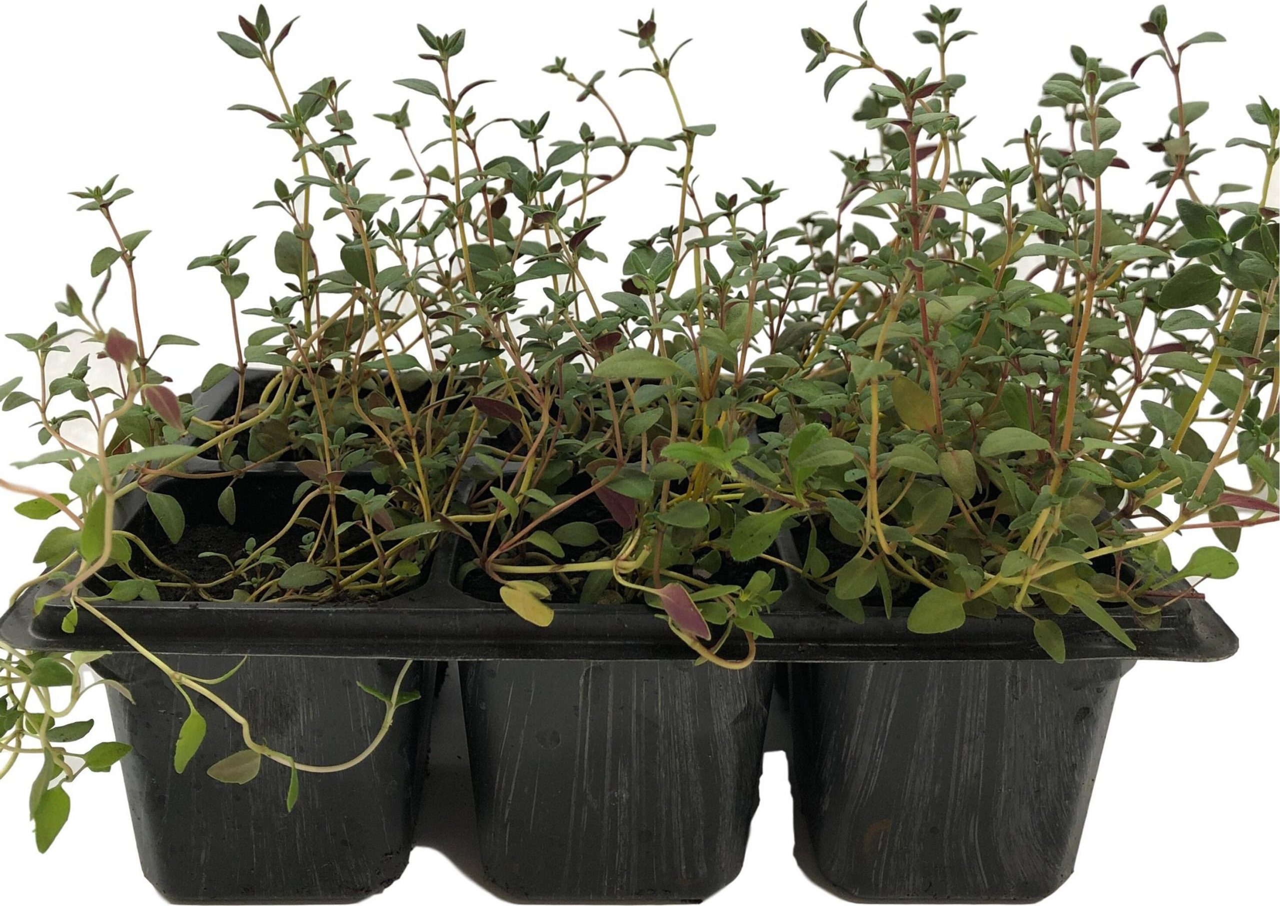 6 трав, которые стоит начать выращивать из семян уже сейчас