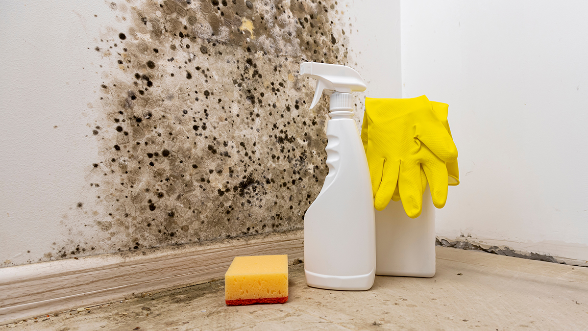 Копеечное средство "убивает" плесень за 1 час