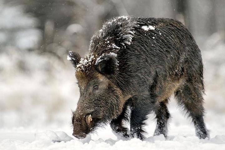 Славянский гороскоп на январь 2026