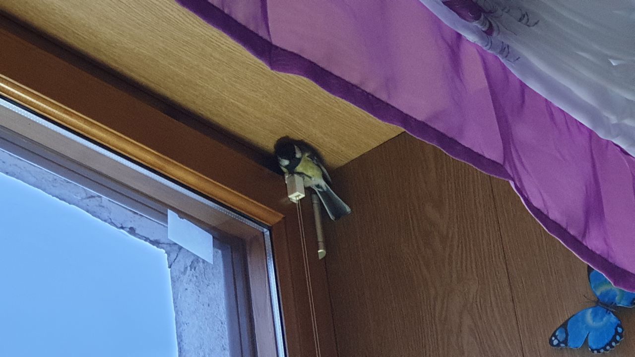 Синица в квартире