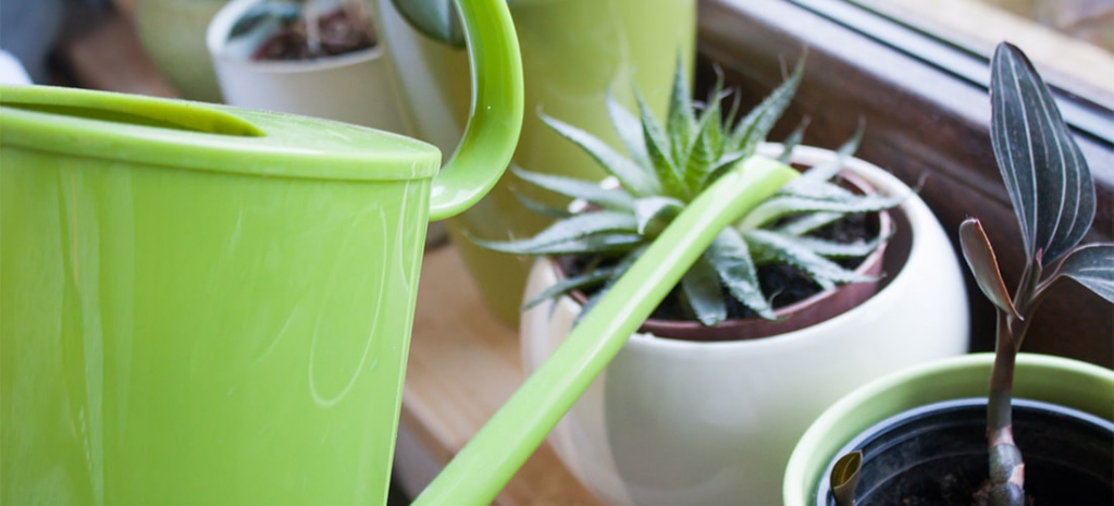 7 шагов, чтобы спасти алоэ, которое начало сохнуть