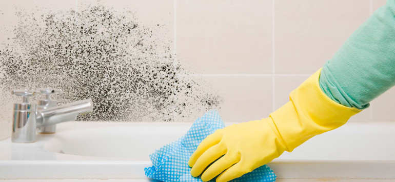 Копеечное средство "убивает" плесень за 1 час