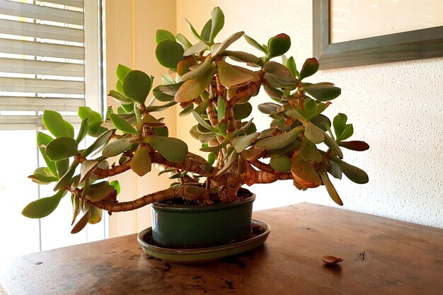 Почему гибнет денежное дерево