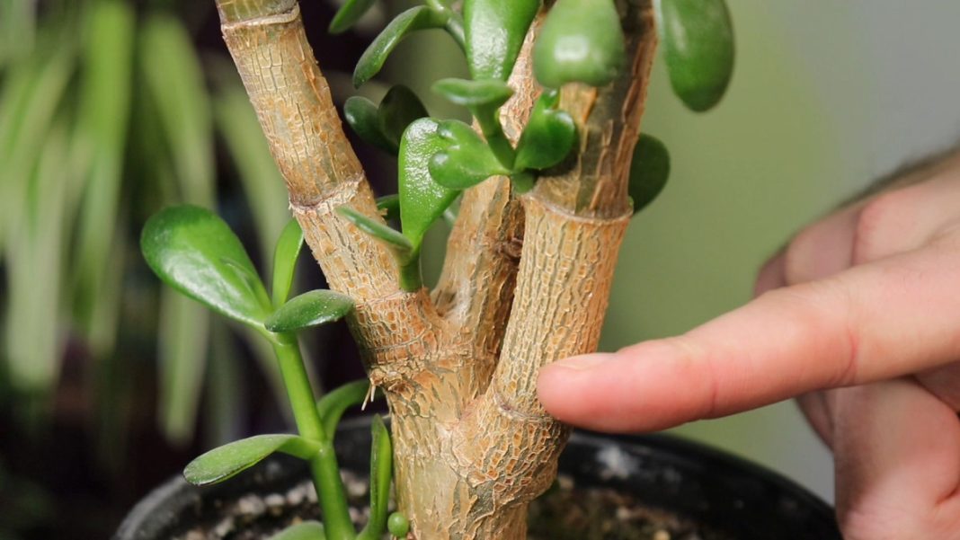 Почему гибнет денежное дерево