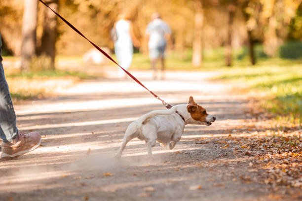 Что делать, если собака тянет поводок на прогулке