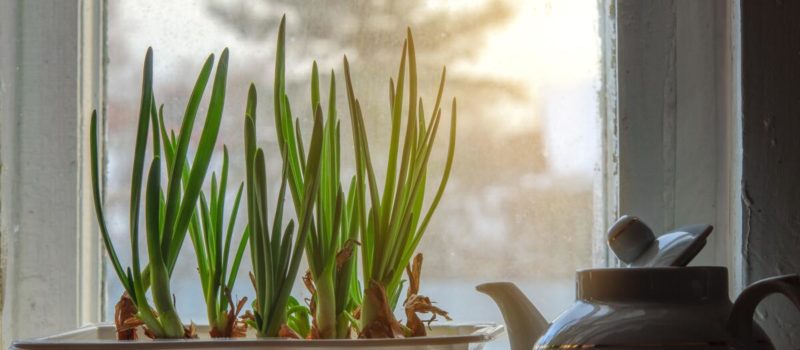 Как вырастить зеленый лук на подоконнике зимой
