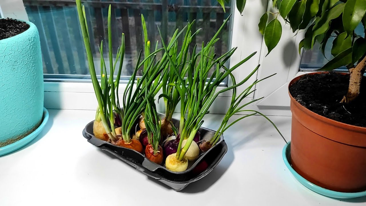 Как вырастить зеленый лук на подоконнике зимой