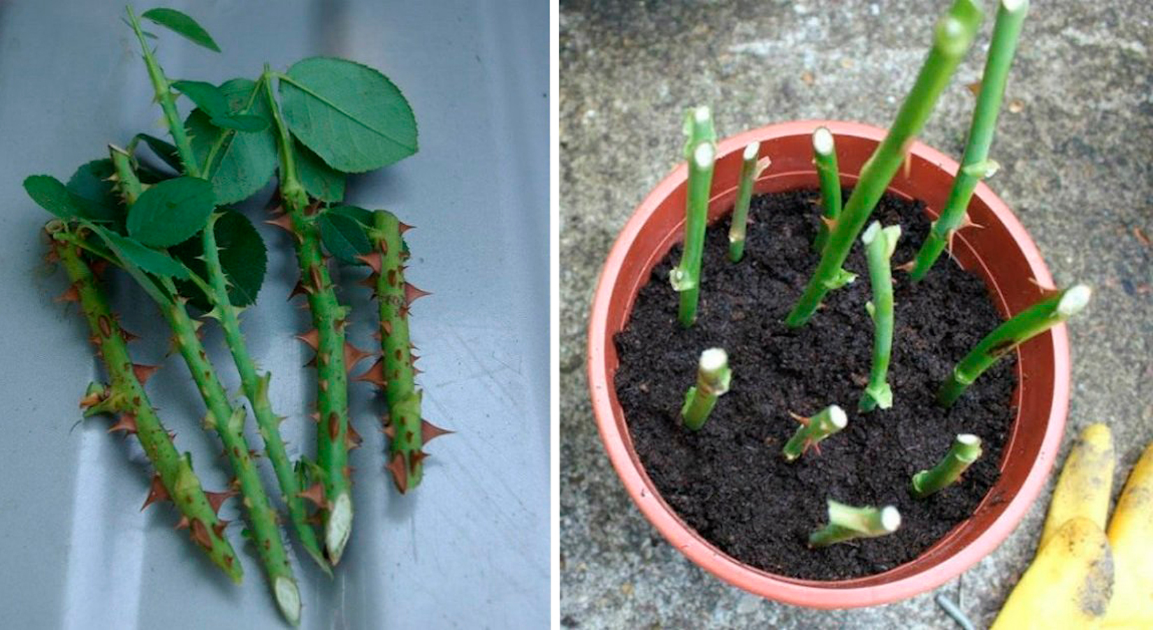 Сейчас лучшее время для черенкования роз