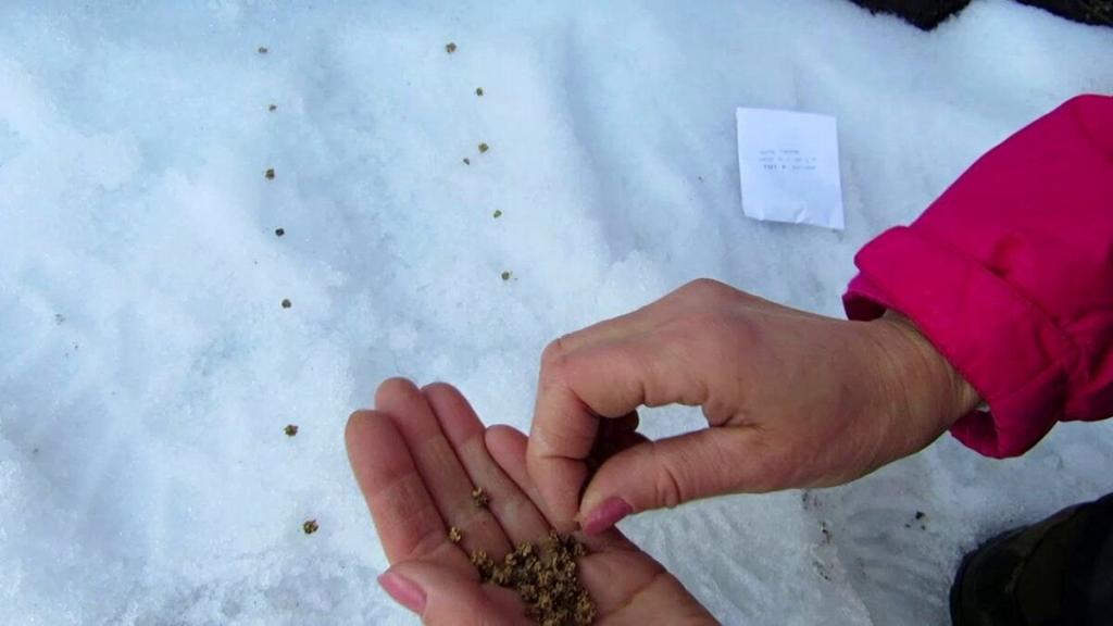 Лунный посевной календарь садовода и огородника на февраль 2026