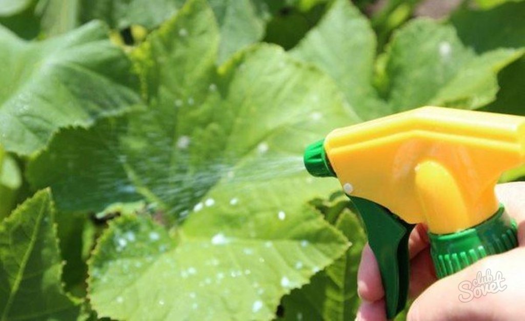 Зачем опытные садоводы опрыскивают рассаду молоком