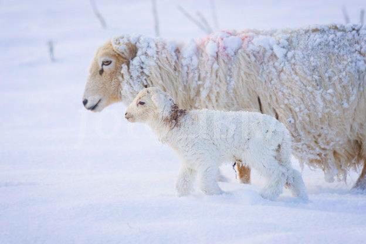 Китайский гороскоп на февраль 2026