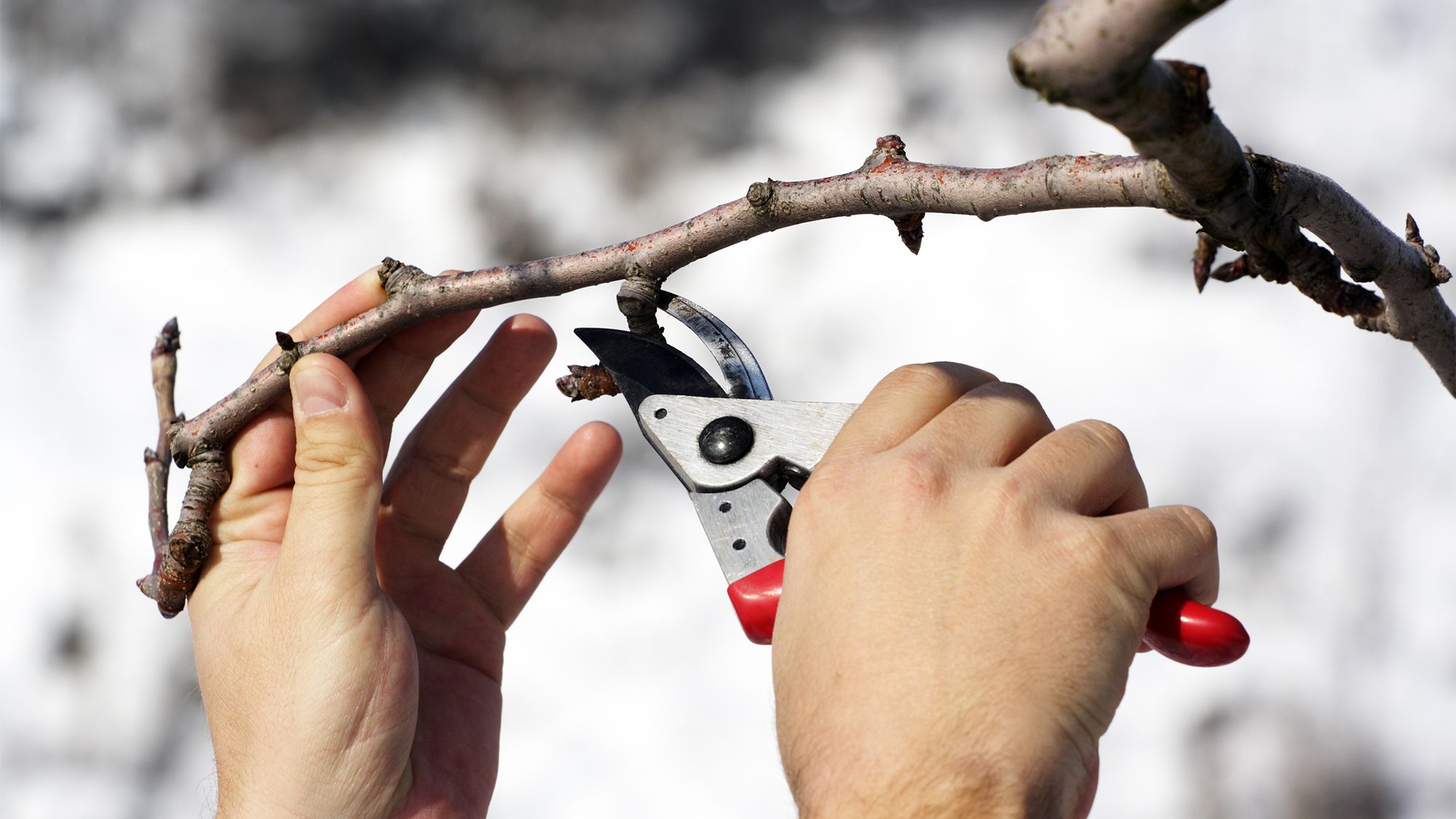 открываем сезон в феврале, чтобы лето было урожайным