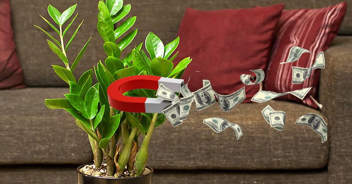 секреты денежного сектора по фэн-шуй