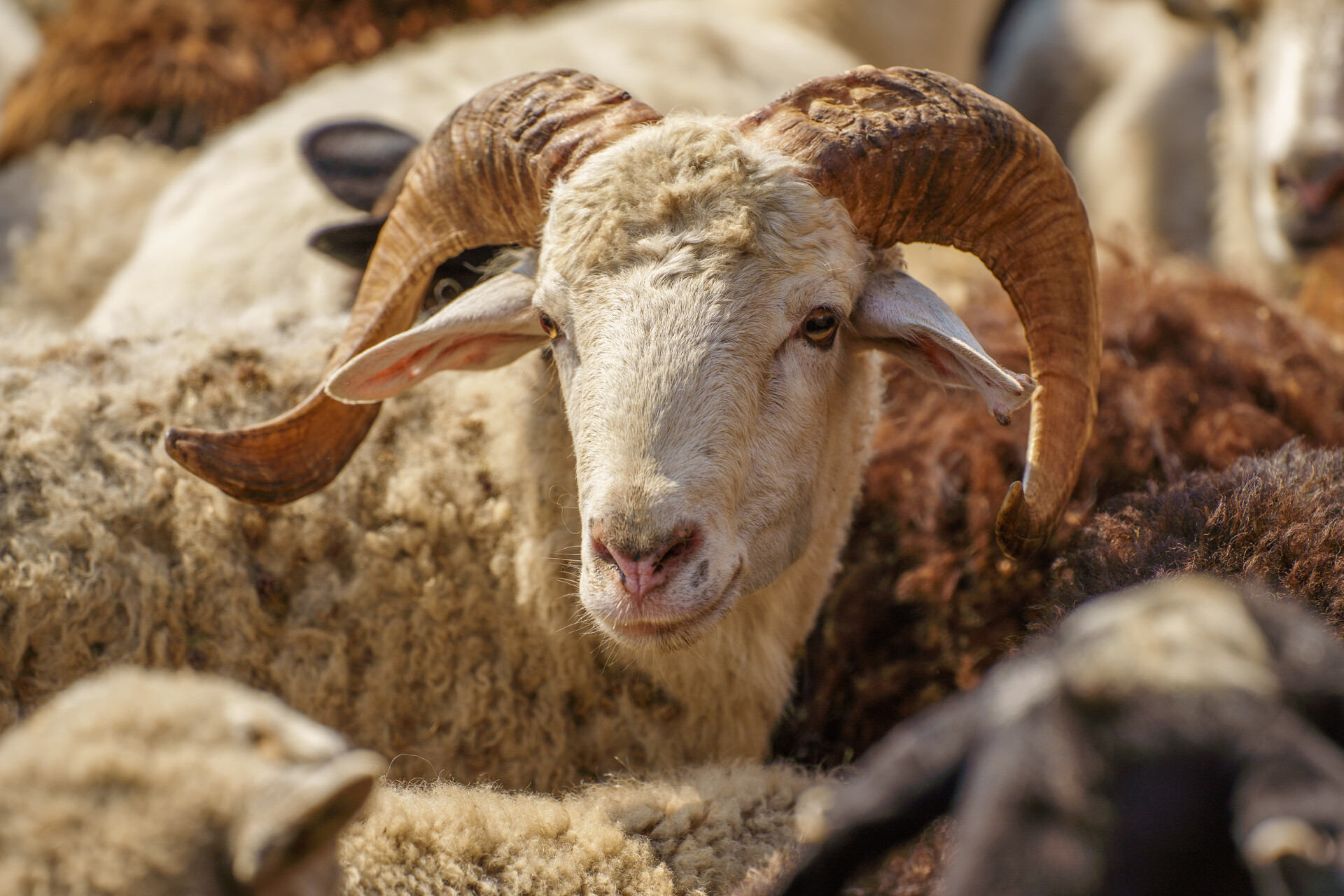 Что приготовить из баранины на Курбан-байрам 2026