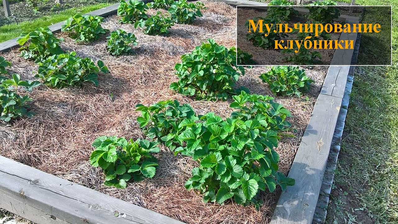 Как использовать древесную стружку в саду