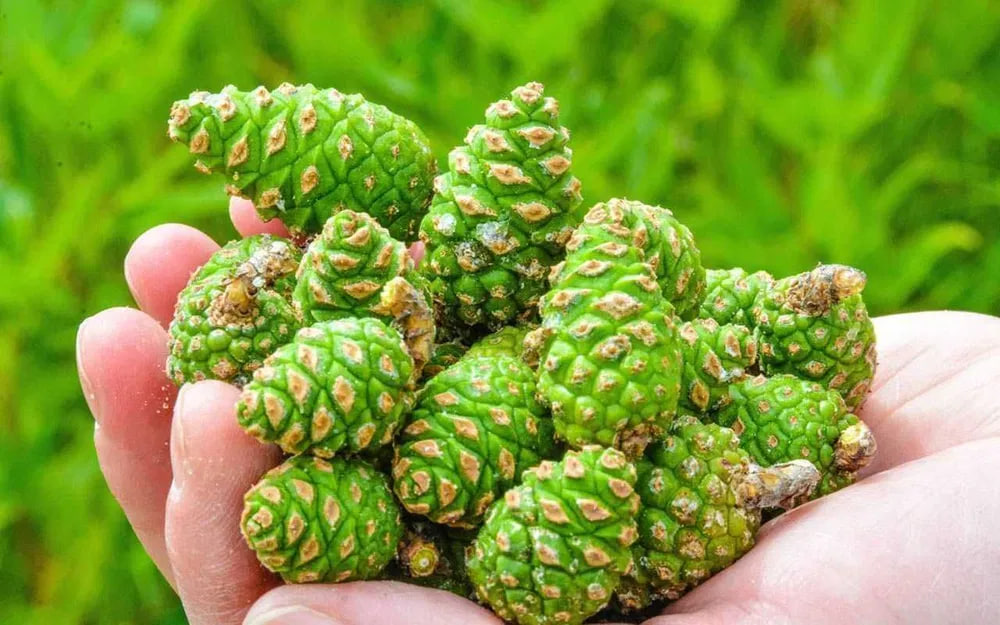 Какие заготовки из молодых шишек можно приготовить дома