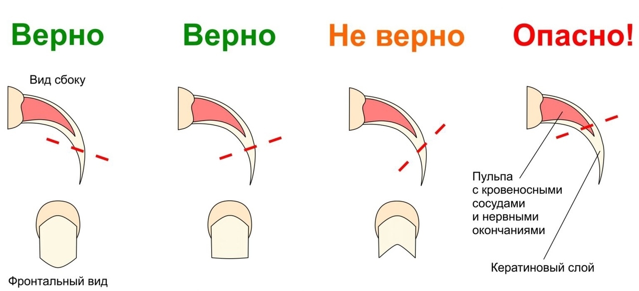 Как подстригать когти кошке правильно
