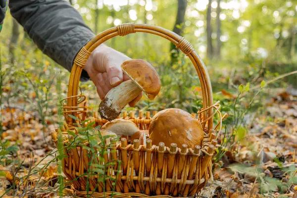 Опытные грибники раскрыли секреты удачного сбора