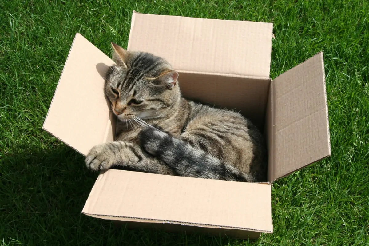 Почему коты любят коробки