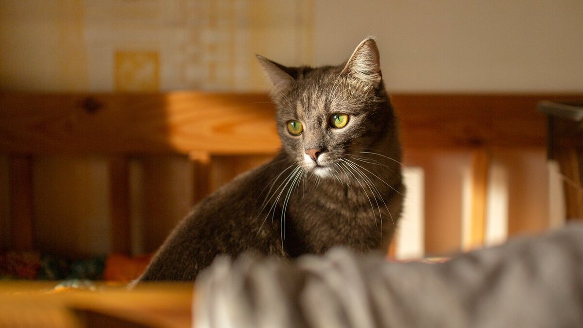 Почему коты любят коробки