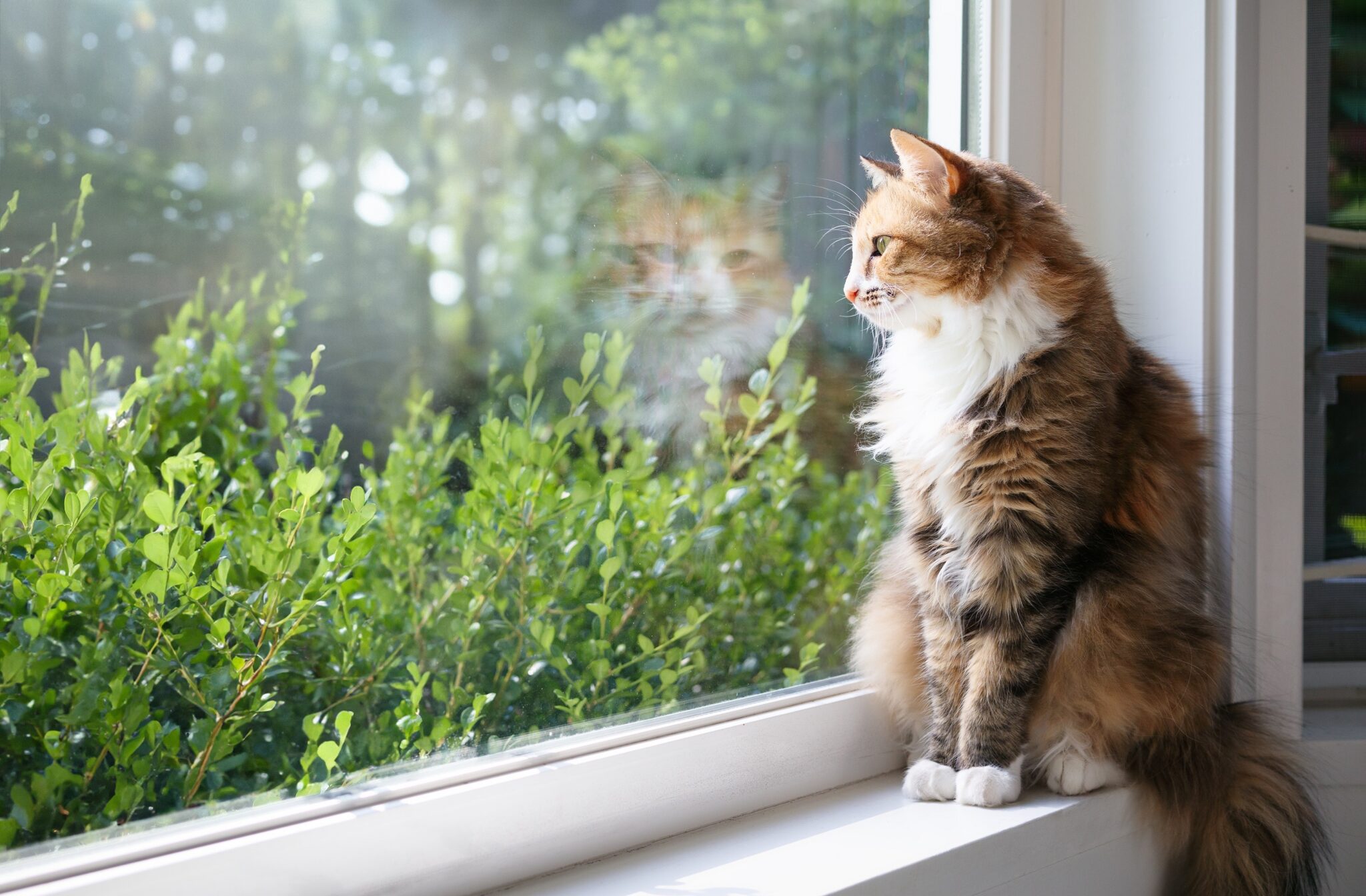 Почему коты любят коробки