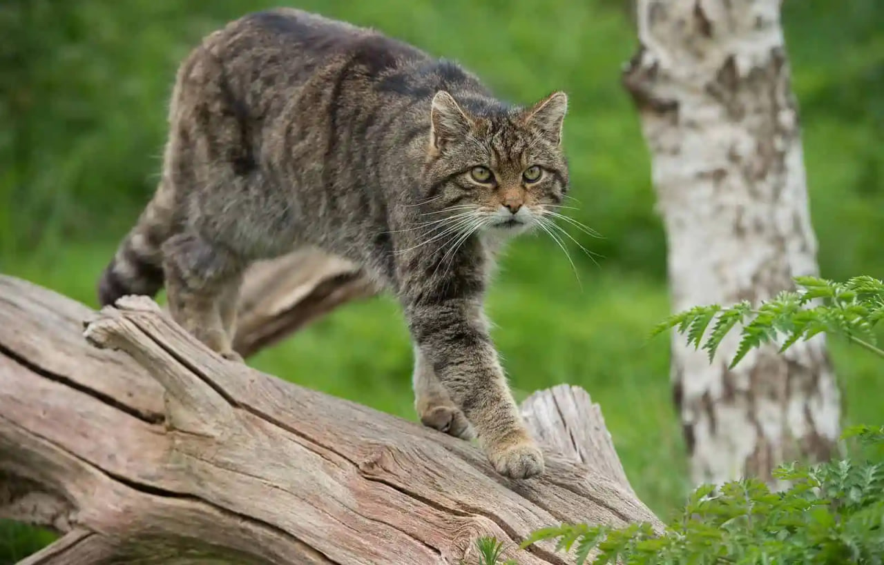 Белые лапки у кошек появились не случайно